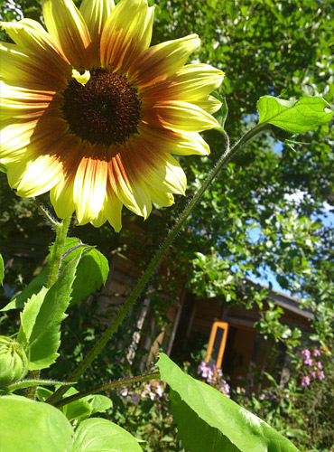 A sunflower in The Waterhouse garden